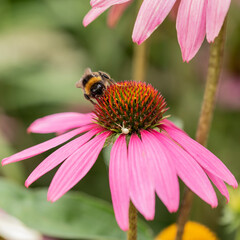 Beautiful close up image of Purple Coneflower Echinacwa Purpurea Moench flower with Buff Tail Bumblebee Bombus Terrestris in English country garden landscape setting