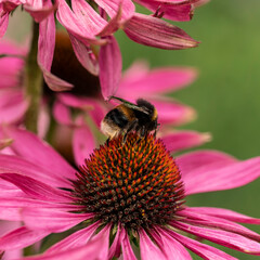 Beautiful close up image of Purple Coneflower Echinacwa Purpurea Moench flower with Buff Tail Bumblebee Bombus Terrestris in English country garden landscape setting