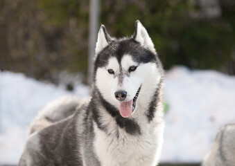Siberian husky puppy on the street	