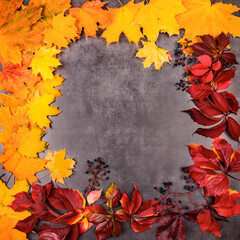 Naklejka na ściany i meble Lots of red, yellow and orange autumn leaves on a gray background with place for text. Copyspace. Festive frame postcard for the autumn holiday or Halloween made of bright multicolored autumn leaves.