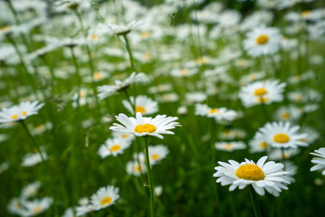 Białe Kwiaty rumianek zioła White flowers of chamomile herbs. Łąka - obrazy, fototapety, plakaty