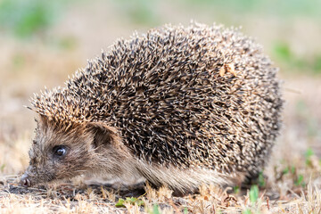 hedgehog on the grass. © alexbush