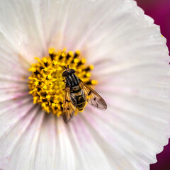 Close up macro image of hoverfly Syrphidae Latrielle on beautiful white cosmos flower in English country garden landscape with seelctive focus