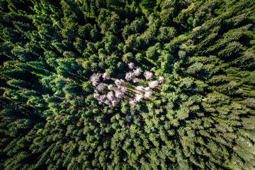 Spruce forest damage, aerial shot