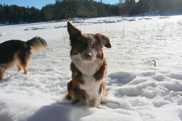dog in winter seefeld