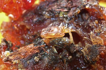 resin - from Larch trees