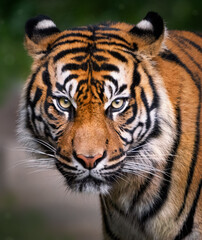 Fototapeta na wymiar A tiger staring straight ahead