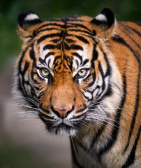 Zelfklevend Fotobehang Een tijger die recht voor zich uit staart © jdross75