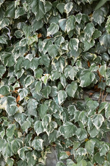 Natural background of green leaves of common ivy in august.