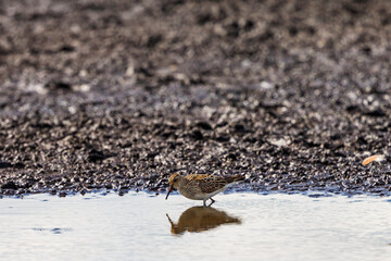 Pectoral sandpiper in the water at a shore at low tide