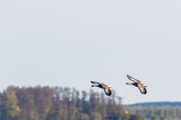 Fototapeta premium Two Greylag goose flying in the sky at springtime