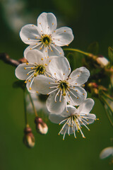 Vertical shot of beautiful hawthorn flowers, outdoors during daylight