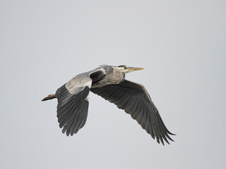 Heron in flight
