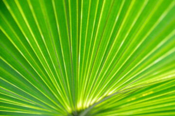 Large tropical palm leaf filling the frame, close-up blurred shot of a lush foliage plant forming an interesting radiant pattern, out of focus with copy space beautiful natural background inspiration