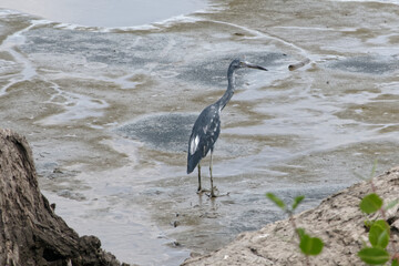 Aigrette tricolore profite de la marée basse de l'océan - Guyane française
