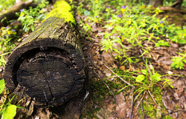 stump