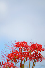 田んぼの畦に咲くヒガンバナ