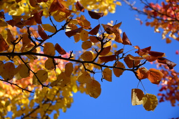 Autumn foliage wallpaper. Red and yellow leaves on branches in bright sunny day on background of blue sky. Bottom view