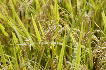 刈り取り直前のイネ