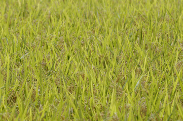 刈り取り直前のイネ