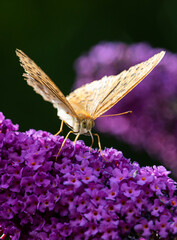 Schmetterling Kaisermantel (Argynnis paphia)