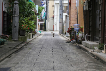 Fototapeta na wymiar 日本の町並み