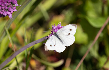 Schmetterling Großer Kohlweißling Weibchen
