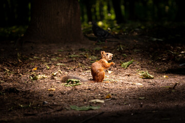 A lonely squirrel sits on the ground in the forest under the rays of the sun. Pigeon in the back