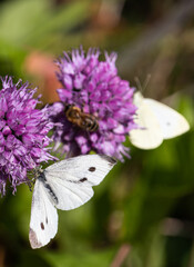 butterflies an bee on flower
