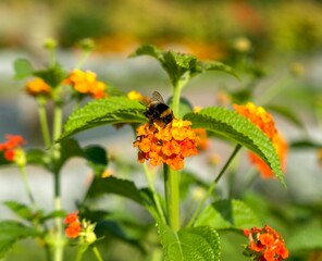 bumblebee sits on a orange flower and collects pollen on a sunny day in the park