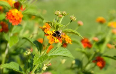 bumblebee sits on a orange flower and collects pollen on a sunny day in the park