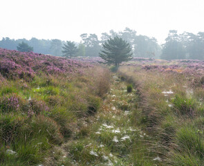 ditch between patches of colorful heather in dutch province of utrecht on foggy summer morning