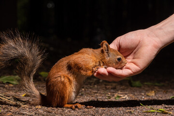 A girl feeds a squirrel from her hand in the forest. Squirrel on earth