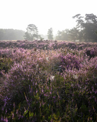 colorful purple heather  and pine trees on heath near zeist in the netherlands - obrazy, fototapety, plakaty
