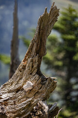 gebrochener Stein in Form eines Herzen auf verwitterten Baumstamm in Natur
