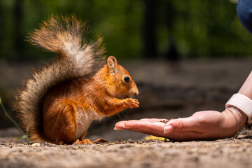 A girl feeds a squirrel from her hand in the forest. Squirrel on earth