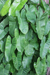 Closeup vibrant green leaves of Philodendron burle-marxii with raindrops