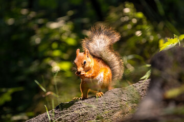 Naklejka na ściany i meble Fluffy squirrels sit on a log in the forest, eat a nut and bask in the sun, close-up