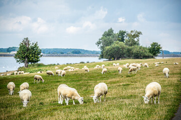 Sheep in countryside United Kingdom