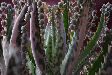 green kalanchoe plant with offspring on the leaves
