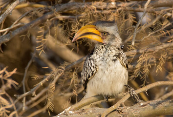 Funny Southern Yellow-billed Hornbill