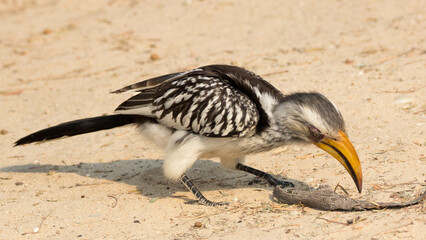 Hornbill, yellow-billed, Southern on ground