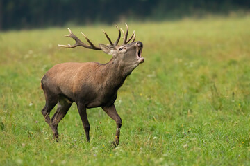 Red deer, cervus elaphus, stag in heat roaring on a green meadow with blurred background. Male...