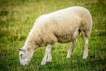 Obraz na płótnie Canvas Sheep in countryside United Kingdom