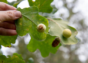 Cynips quercusfolii known as gall wasp, round ball gall underside of common oak leaf Quercus robur. Inside is bug larva. Autumn day.