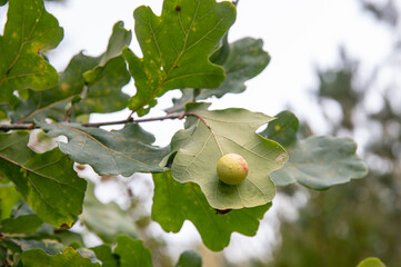 Cynips quercusfolii known as gall wasp, round ball gall underside of common oak leaf Quercus robur. Inside is bug larva. Autumn day.