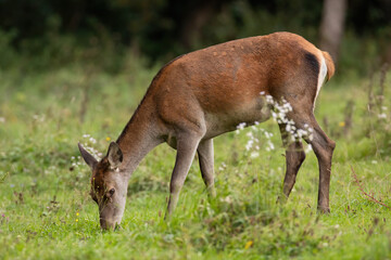 Red deer, cervus elaphus, female grazing on meadow in autumn nature. Hind feeding on grassland in green environment. Wild mammal eating grass on field.