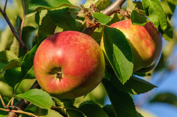 Ripe liquid red apples close-up on an apple tree branch