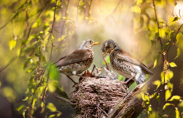  parents of the blackbird bird feed their chicks in the nest among the green foliage in the spring...