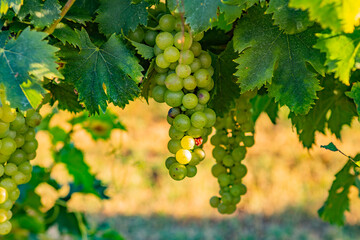 Vitigno Moscato - Piemonte - Uva